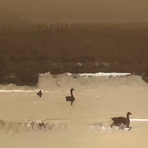 Birds Need Water - ra la jo album