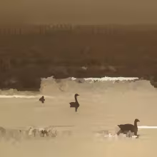 Birds Need Water - ra la jo album